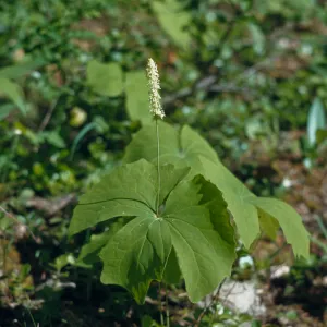 Achlys triphylla, Josephine County, oregon