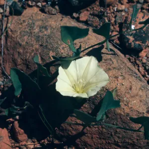 Convolvulus polymorphus, Morning glory, Cave Junction, Oregon
