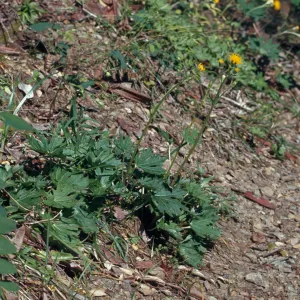 Cacaliopsis nardosmia, Silver-crown, Josephine County, Oregon
