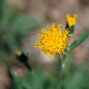 Cacaliopsis nardosmia, Silver-crown, Josephine County, Oregon
