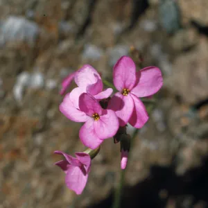 Arabis modesta, Hell Gate in Rogue River Canyon