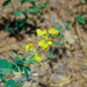 Thermopsis gracilis, Slender Thermopsis, Josephine County, Oregon