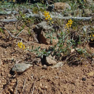 Thermopsis gracilis, Slender Thermopsis, Josephine County, Oregon