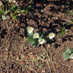 Trillium rivale, Grants Pass, Oregon