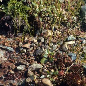 Saxifraga marshallii, marshalls saxifrage, Josephine County, Oregon
