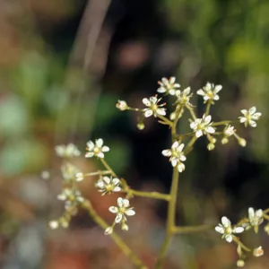 Saxifraga marshallii, marshalls saxifrage, Josephine County, Oregon