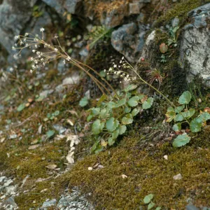 Saxifraga mertensiana, bong, Curry County, Oregon