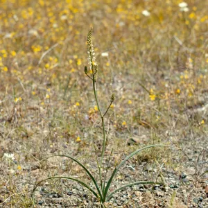 Schoenolirion album, White flowered rushlily, Josephine County, Oregon