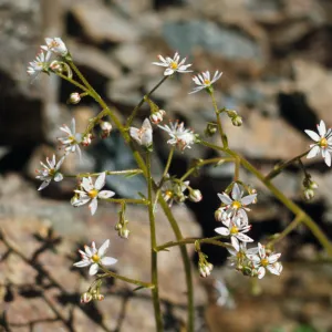 Saxifraga mertensiana, Mertons Saxifrage, Curry County, Oregon
