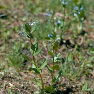 Mertensia bella, piper, Oregon lungwort, Josephine County, Oregon