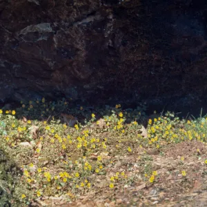 Mimulus alsinoides, Josephine County, Oregon