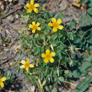 Oxalis suksdorfii, trel., Western yellow oxalis, Rogue River, Oregon