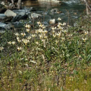 Erythronium oregonum, Josephine County, Oregon