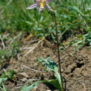 Erythronium revolutum, Coast Adders Tongue, Curry County, Oregon