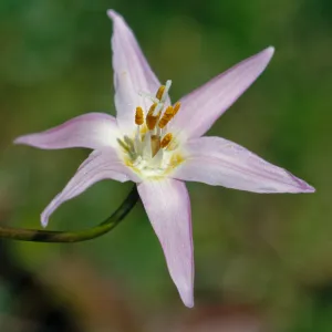 Erythronium revolutum, Lily family,Coast Adders Tongue, Curry County, Oregon