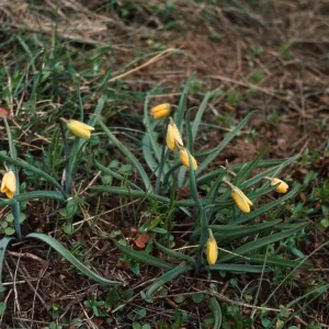 Fritillaria pudica, Yellow Bells, Jackson County, Oregon