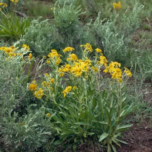 Helenium hoopesii, Tall sneezeweed, Southeastern Oregon