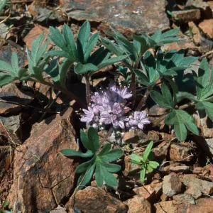 Hydrophyllum capitatum, wollybritches, Jackson County, Oregon
