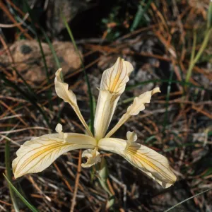 Iris chrysophylla, how., Josephine County, Oregon