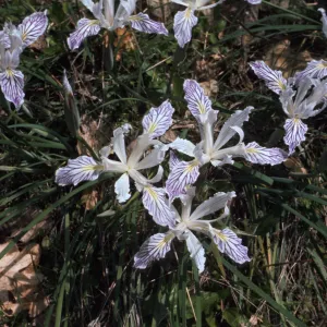 Iris chrysophylla, slender tubed iris., Josephine County, Oregon