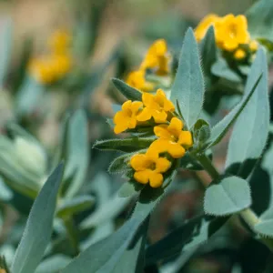 Lithospermum californicum, gray, California Gromwell, Josephine County, Oregon