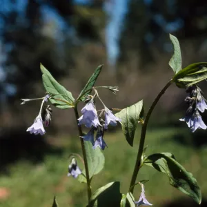 Mertensia bella, Oregon lungwort, Josephine County, Oregon