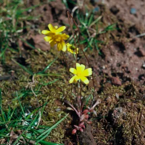Crocidium multicaule, gold star, Grants Pass, Oregon