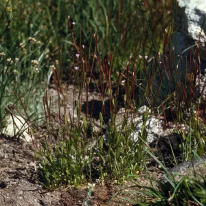 epilobium clavatum , Wallowa County, Oregon