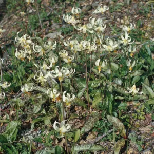 Erythronium oregonum, Josephine County, Oregon