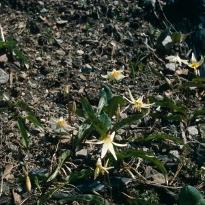 Erythronium howellii, Josephine County, Oregon