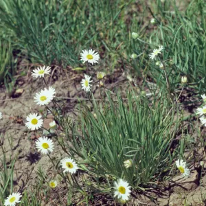 Erigeron filifolius, thread-leaved erigeron, Josephine County, Oregon