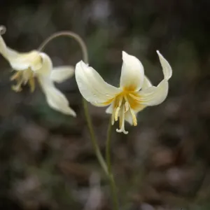 Erythronium oregonum, Josephine County, Oregon