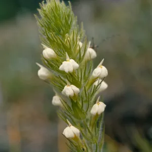 Orthocarpus hispidus, Sexton Mountain
