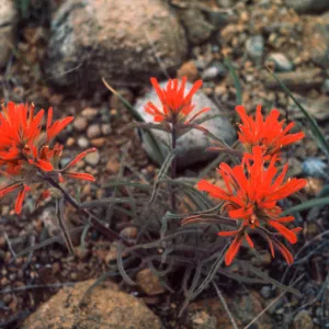 Castilleja pruinosa, indian paintbrush, Josephine County, Oregon
