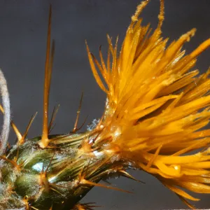 Centaurea solstitialis, El Portal Yosemite