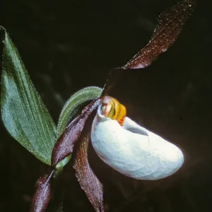 Cypripedium montanum, Dorothy King Young