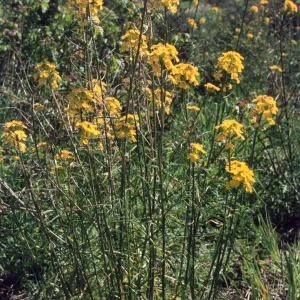 Erysimum suffrutescens var. lompocense