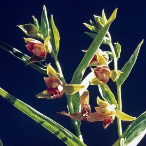 Epipactis gigantea