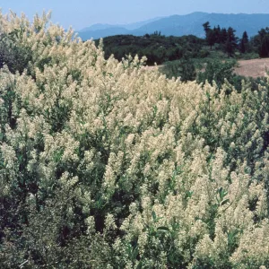 Ceanothus integerrimus