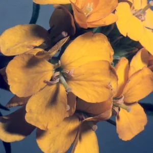 Erysimum suffrutescens var. lompocense