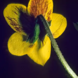 Viola pedunculata