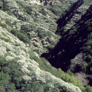 Ceanothus megacarpus