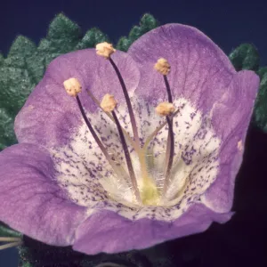 Phacelia grandiflora