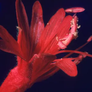 Zauschneria californica