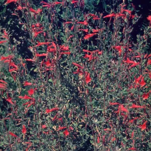 Zauschneria californica