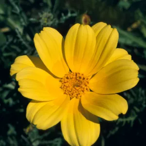 Coreopsis bigelovii