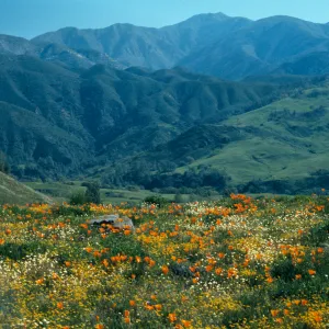Happy Canyon flowers, mountain view of San Rafaels (California Poppy)