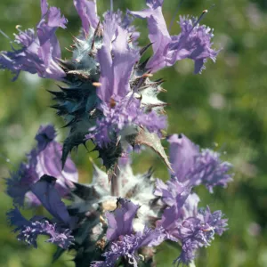 Salvia carduacea (Thistle Sage)