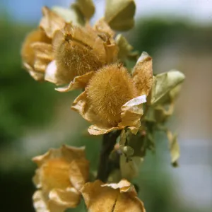 Fremontodendron