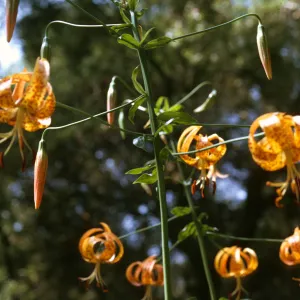 Lilium humboldtii ssp. ocellatum